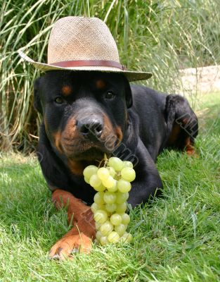 rottweiler