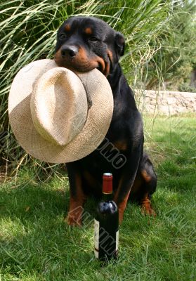 rottweiler
