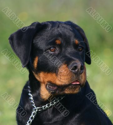 rottweiler