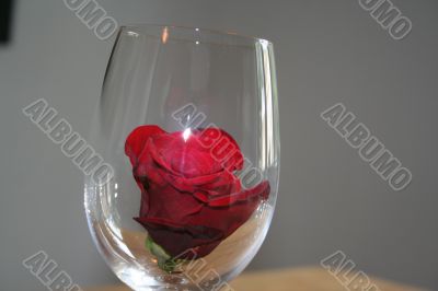 carnation and rose petal
