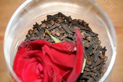 carnation and rose petal