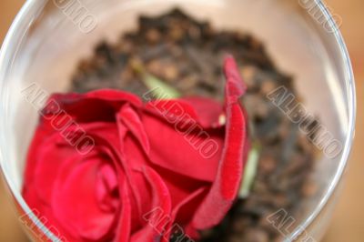 carnation and rose petal