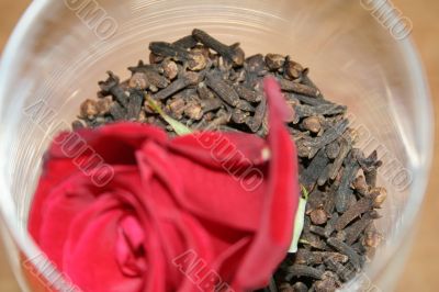 carnation and rose petal