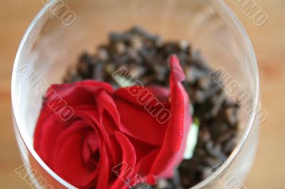 carnation and rose petal