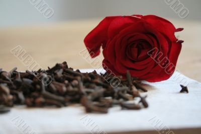 carnation and rose petal