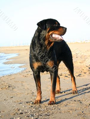 rottweiler