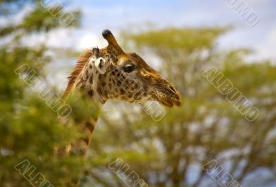 A Giraffe In Africa