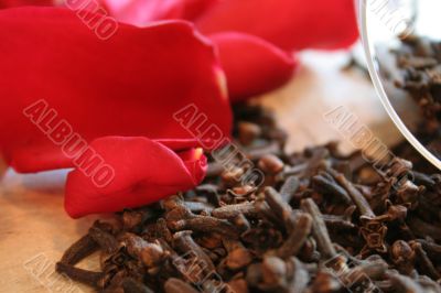 Carnation and red rose Carnation and red rose