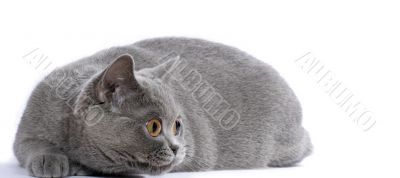 British blue cat