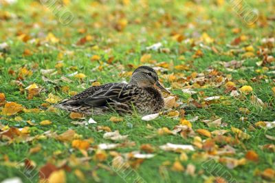 Duck in yellow sheet