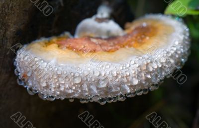 Exotic mushroom