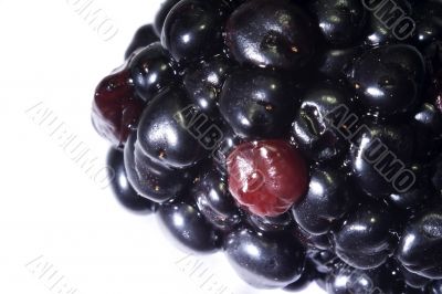 Macro close-up of blackberry 3