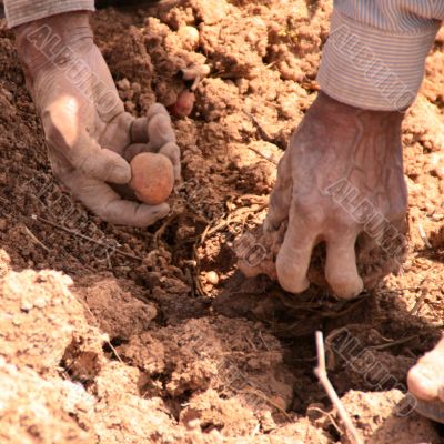 potato harvest in peru