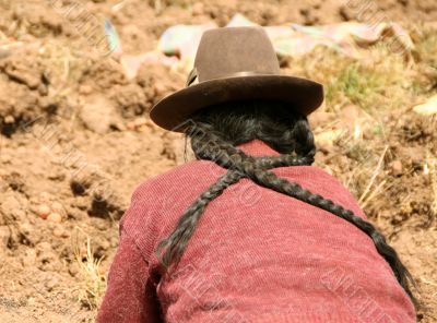 potato harvest in peru