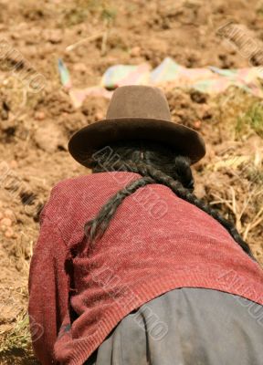 potato farmer with plaited hair in peru