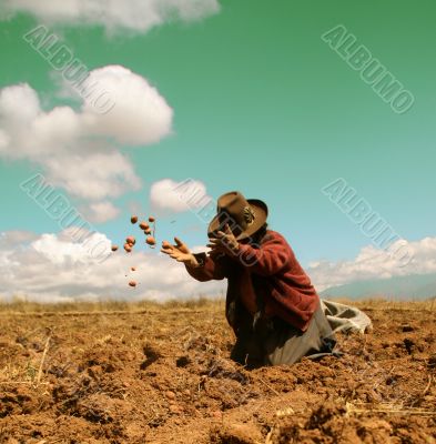 potato harvest in peru