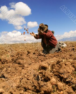 potato harvest in peru