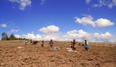 potato harvest in peru