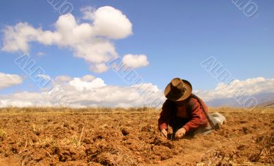 potato harvest in peru