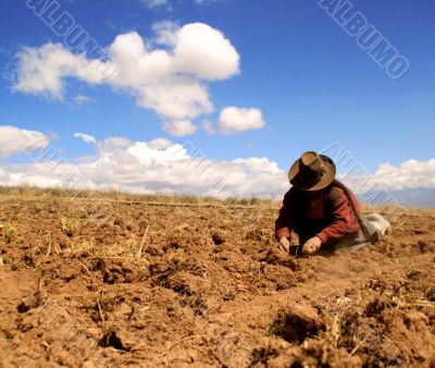 potato harvest in peru