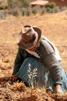 potato harvest in peru