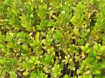 Green plants Green plants