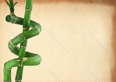 lucky bamboo background