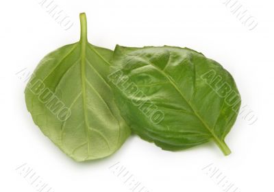 two basil leaves