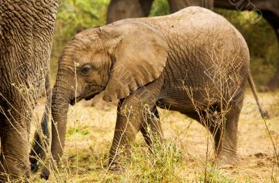 Baby Elephant Baby Elephant