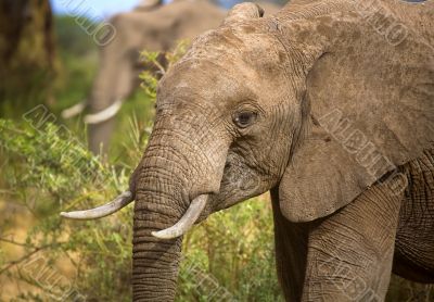 African Elephant