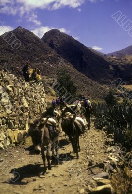 Climbers passing pack burros