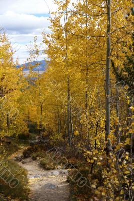 Autumn, trail through golden aspens