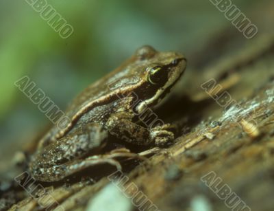 Small tree frog Small tree frog