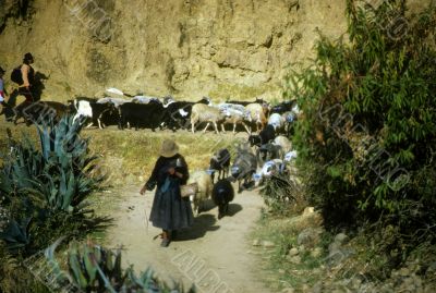 Peruvian Indian women herding sheep