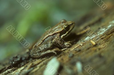Small tree frog Small tree frog