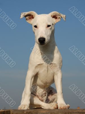 jack russel terrier