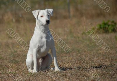 jack russel terrier