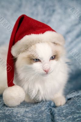 Santa kitten