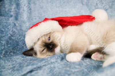 Christmas kitten