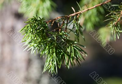 Branch of a juniper
