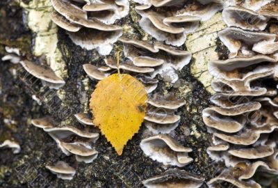 The autumn in the forest