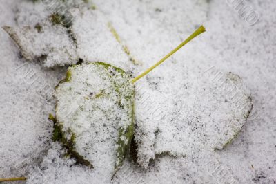Buried under the snow