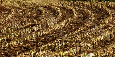 corn field