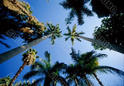 Palms in the sky