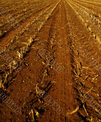 corn field