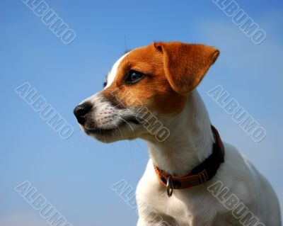 puppy jack russel terrier