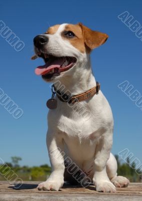 jack russel terrier