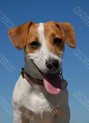 jack russel terrier