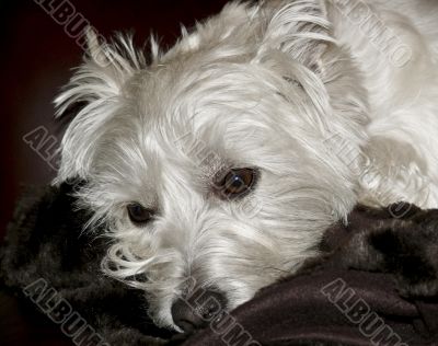 West Highland Terrier Portrait