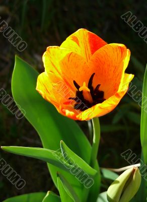 Orange Tullip Macro